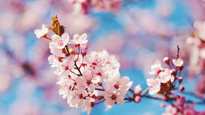 „Wiosna w poezji i piosence” w klasie III